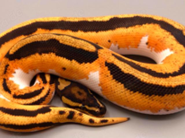 neue Fotos !!!1.0 High Intenisty Orange Dream Yellow Belly Piebald - 1