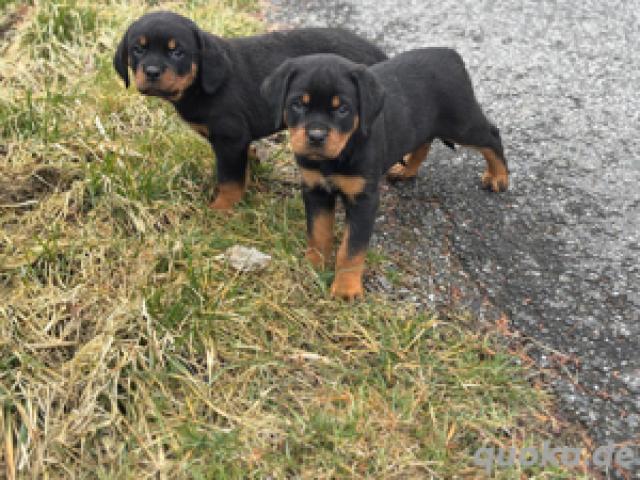 Rottweiler Welpen - 1