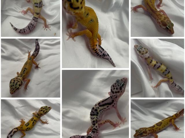 leopardgecko tirol - 1